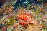 Fiji Lionfish.JPG