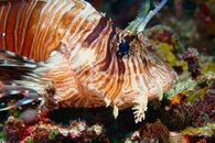 Fiji Lionfish Closeup.JPG