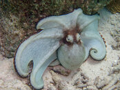 octopus1.jpg