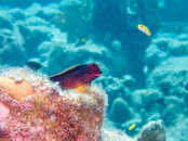 redlip blenny.jpg