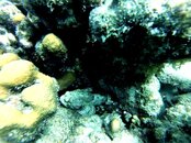 stonefish- frame at 0m16s.Vivid_shr.jpg