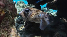 Procupine fish.jpeg