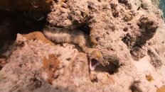 Snowflake or Cloudy Moray Eel.jpg