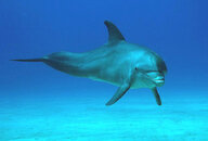 Davesdolphin.jpg Davesdolphin.jpg
