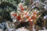 IMG_7237wa orange.jpg