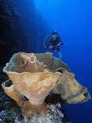 Melati_and_sponge1.jpg