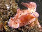 nudi_3_35mm.jpg