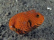 puffer_35mm.jpg
