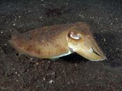 Cuttle_fish4.jpg