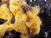 Frogfish26.jpg
