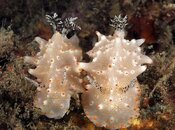 Nudi_35mm.jpg