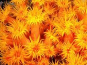 soft_coral8.jpg