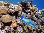House_Reef_1.jpg