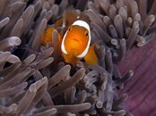 Nemo_50mm.jpg