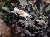 crab43.jpg