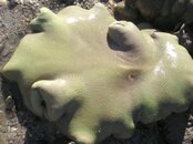 coral20s.jpg