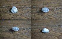 shell fossil.jpg