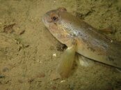 IMG_2720-Goby1.jpg