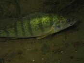 IMG_2728_2-Perch.jpg