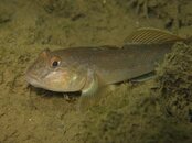 IMG_2726-Goby2.jpg