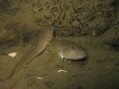 IMG_2732-Goby3.jpg