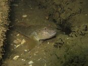 IMG_2740-Goby4.jpg