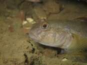 IMG_2742-Goby5.jpg