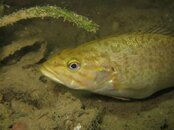 IMG_2752-Bass1.jpg