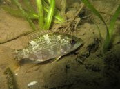 IMG_2794-Rock Bass2.jpg
