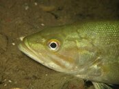 IMG_2801-Bass Portrait2.jpg