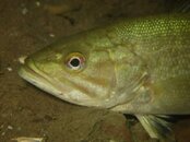IMG_2802_2-Bass P3.jpg