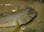 IMG_2809-Goby P3.jpg