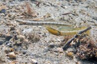 IMG_0692wa.jpg