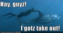 funny-pictures-diver-rides-shark.jpg