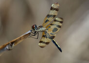 Dragonfly-2.jpg