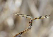 Dragonfly-3.jpg