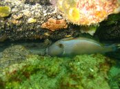 b - leatherjacket under wreck.JPG