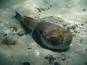 d - stonefish.JPG