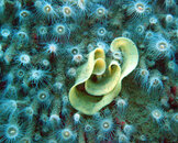 nudibranch_eggs.JPG