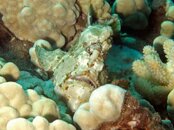 Maui_Frogfish_02.jpg