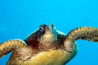 Maui_Turtle_01.jpg