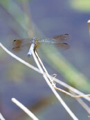 Dragonfly-4.jpg