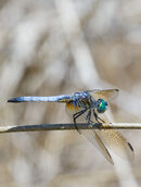 Dragonfly-5.jpg