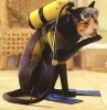 small cat diver.jpg