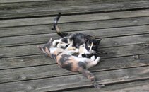 cats.jpg