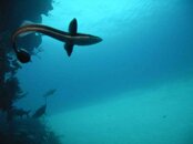 remora.jpg