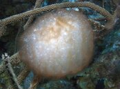 Lagun_20080501_009.jpg