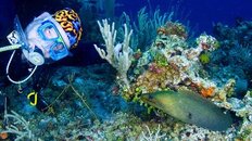 Doc Eel 2  CCV 505 500 pix.jpg