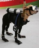 dog3.jpg