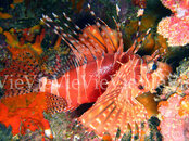 Picture-175.jpg